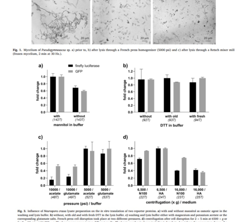 Development of cell lysates from filamentous fungi for cell protein synthesis