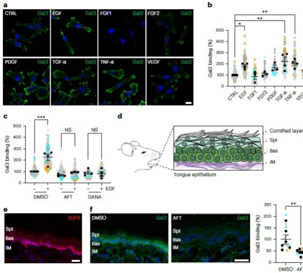 Growth factor de-sialylation controls glycolipid-lectin-driven endocytosis