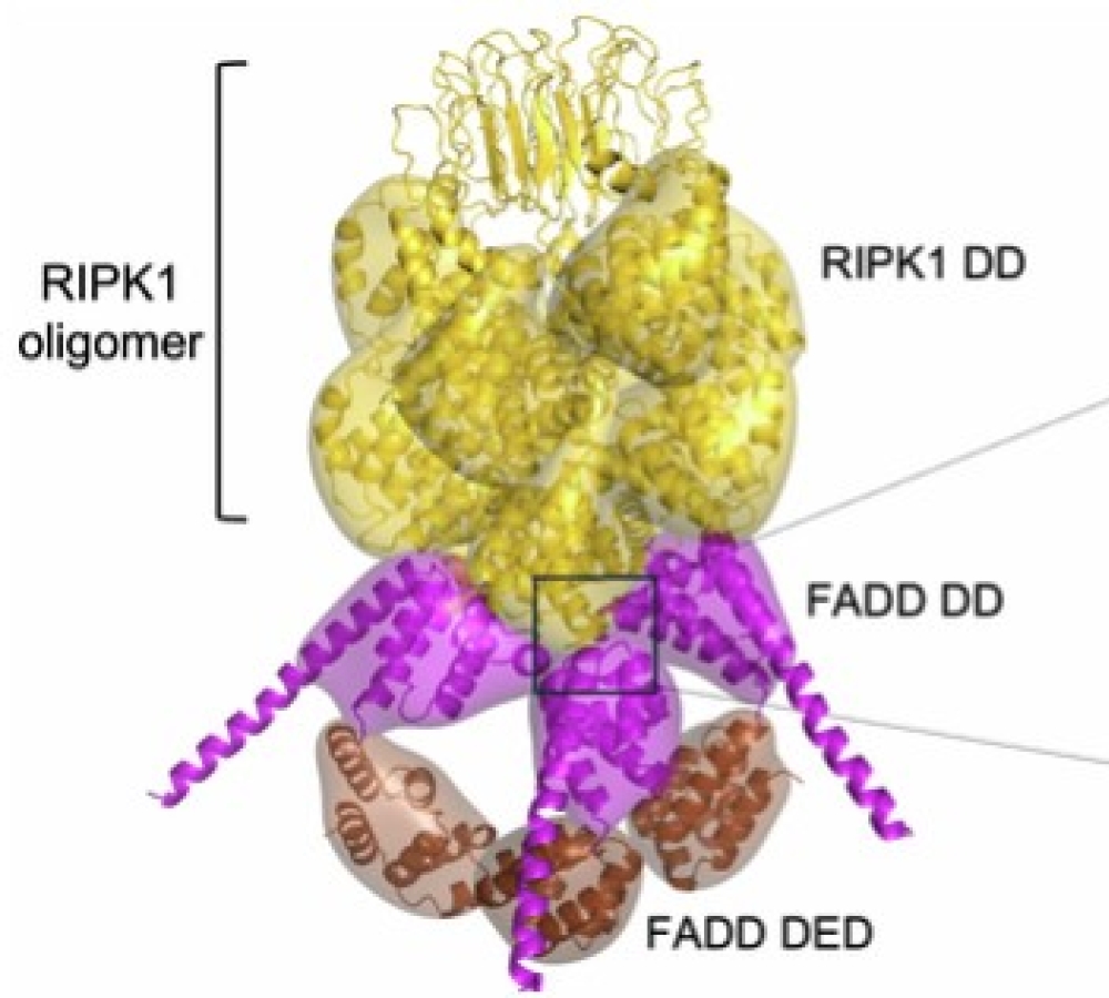 Oligomerised RIPK1 is the main core component of the CD95 necrosome