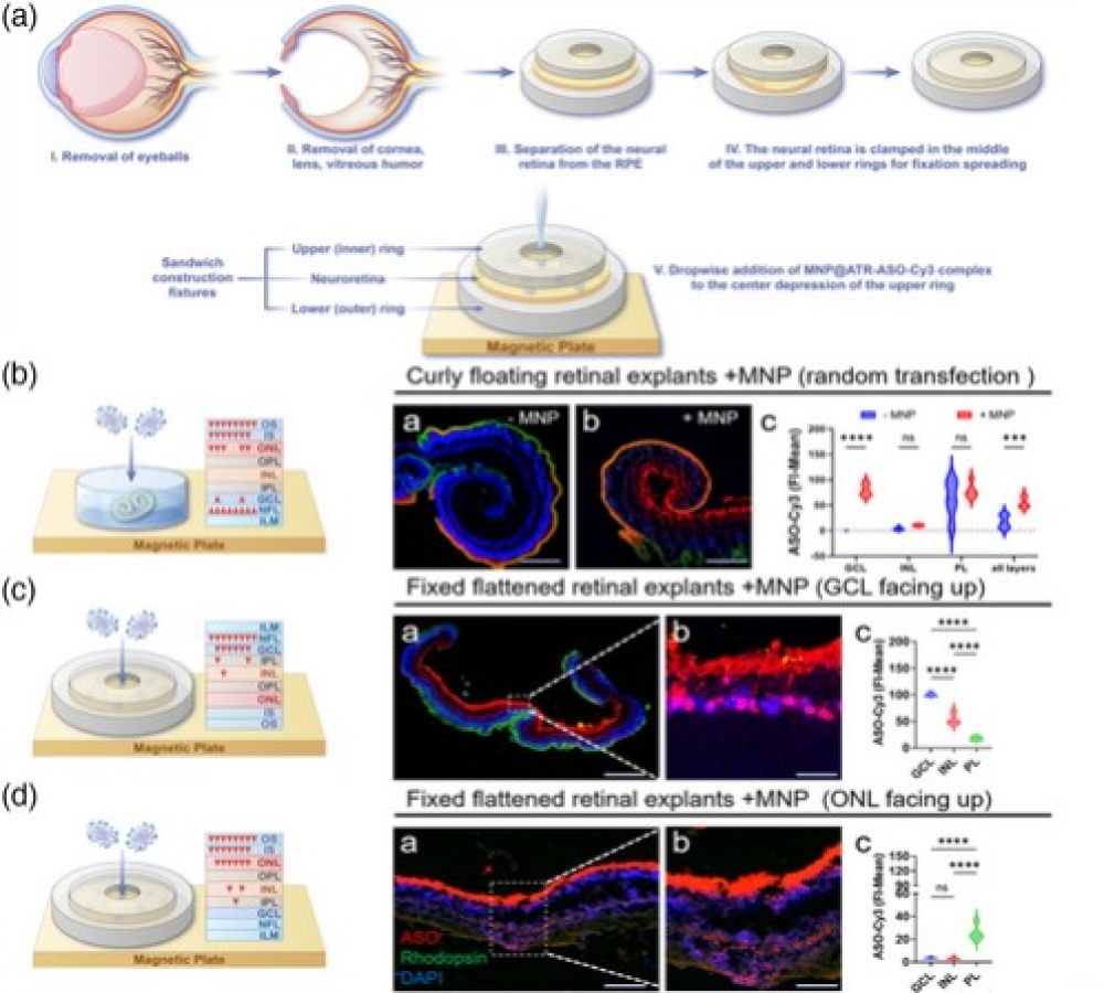 Magnetic-Guided Delivery of Antisense Oligonucleotides for Targeted Transduction