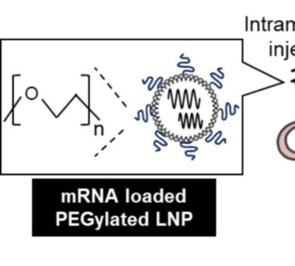 Impact of pre-existing anti-polyethylene glycol (PEG) IgM on biodistribution