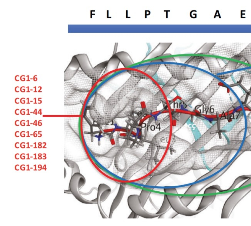 T cell receptor mimic CAR T cells targeting cathepsin G signal peptide