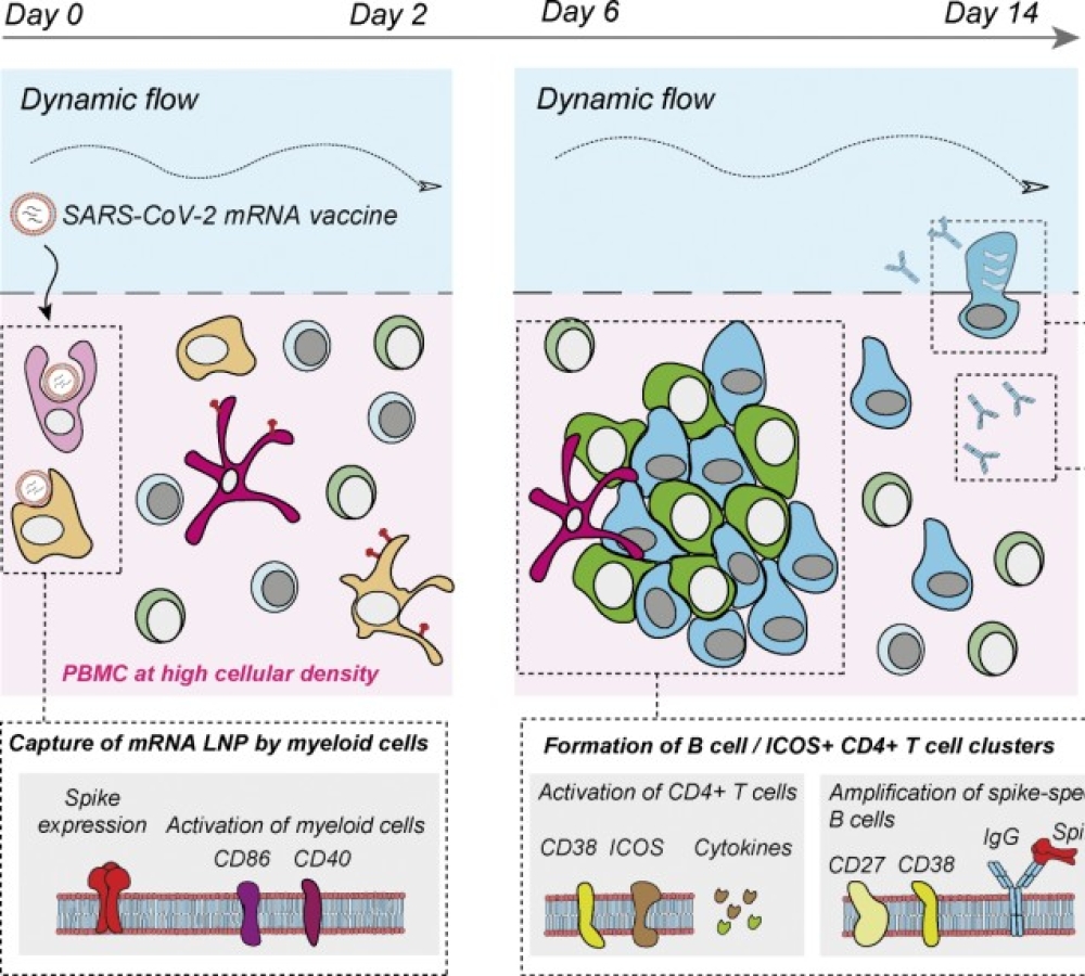 Modeling memory B cell responses on an organ chip to assess mRNA vaccine boosts